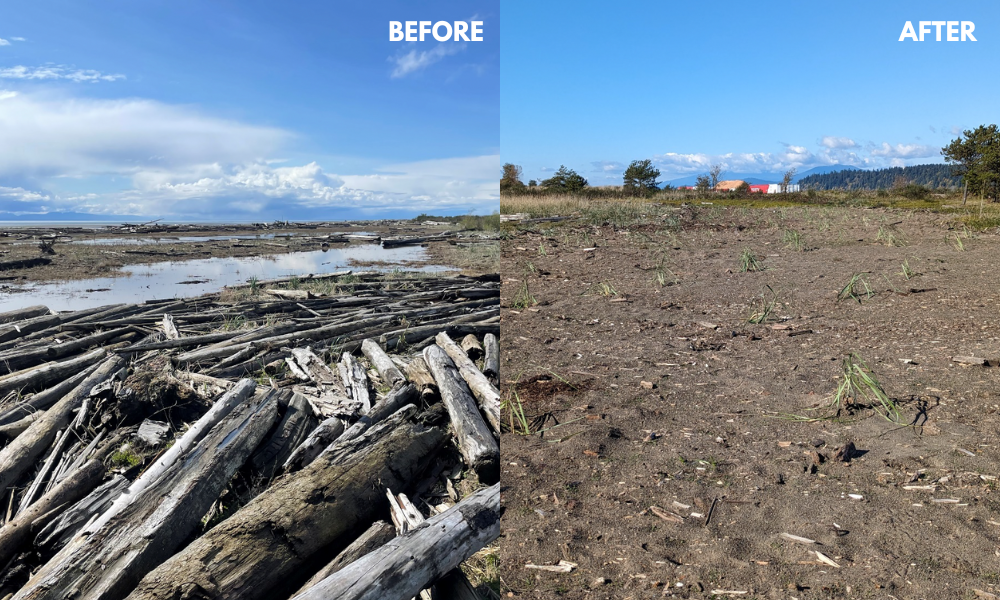 Restoring Resilience at Iona Beach Regional Park