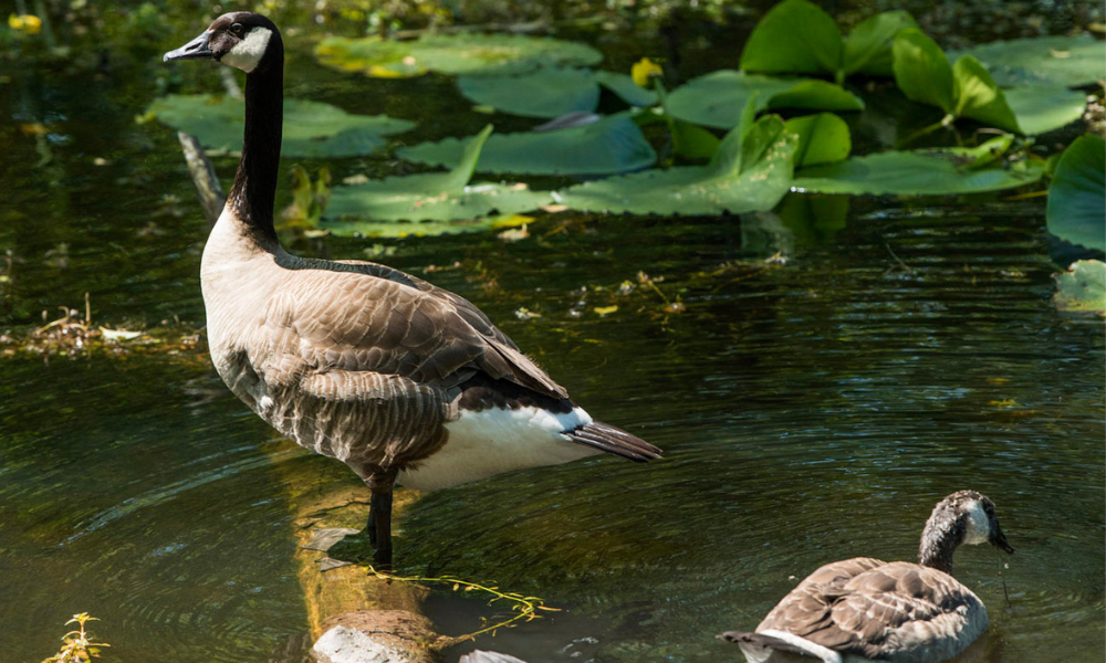 A New Pond at Campbell Valley Regional Park