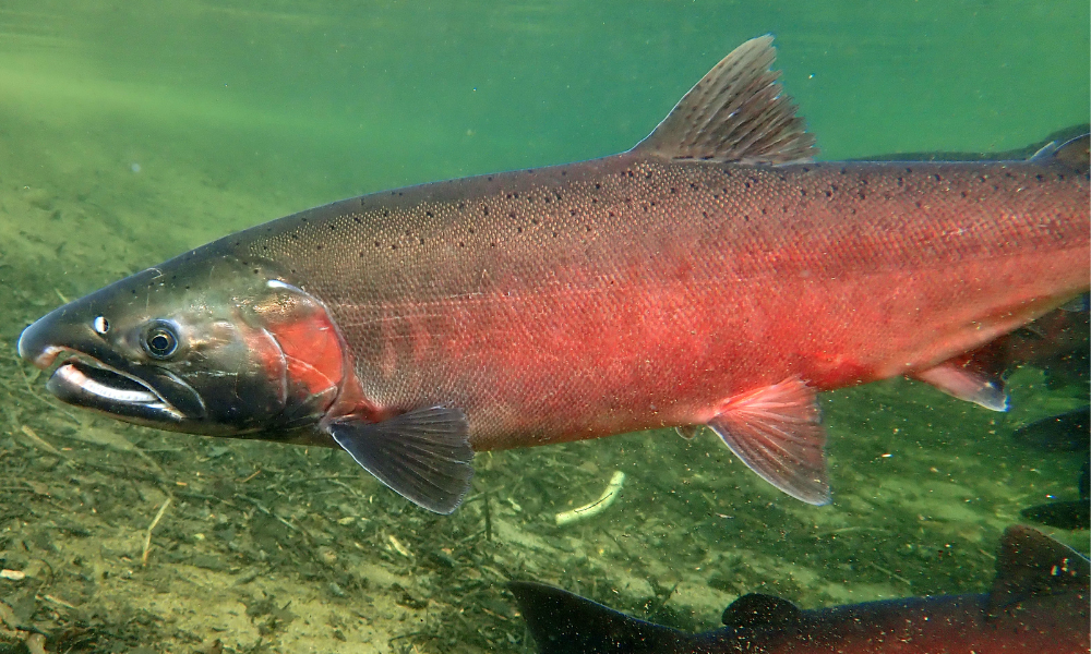 Floodgate & Salmon Research are Underway at ƛ̓éxətəm Regional Park