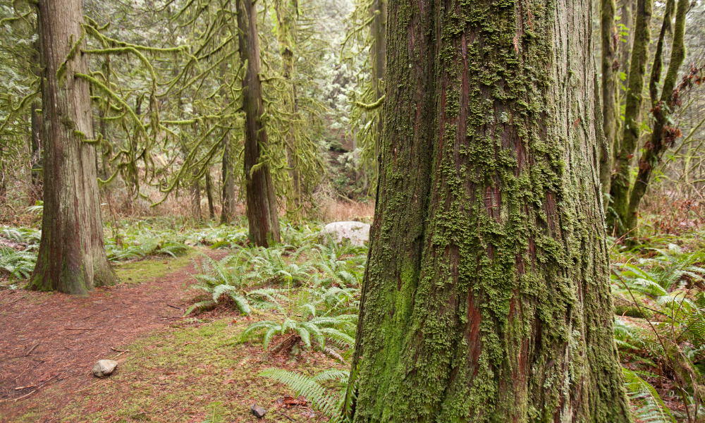 Reforestation Maintenance in Lynn Headwaters Regional Park